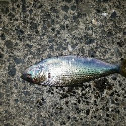 久々にシーバスゲット♪( ´∀`)