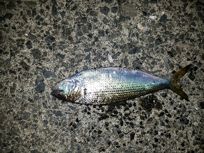 久々にシーバスゲット♪( ´∀`)