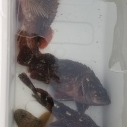 カレイが釣れない