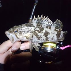 良型出始めました