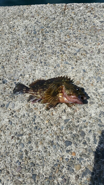 チニングでしたが