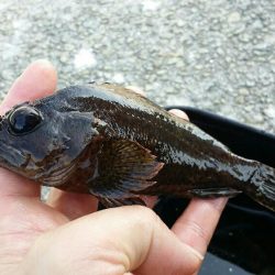 青物狙いだったはずが、、、