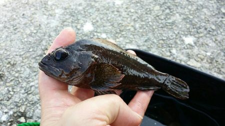 青物狙いだったはずが、、、