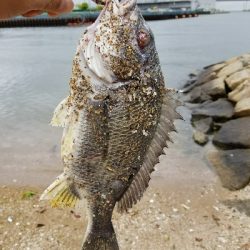 久しぶりのチヌ