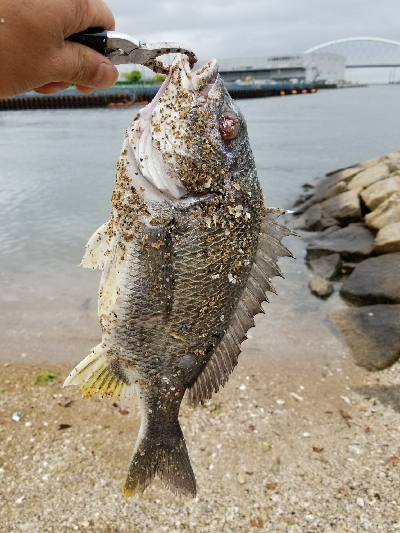 久しぶりのチヌ