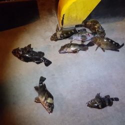 松阪港へち、メバリング