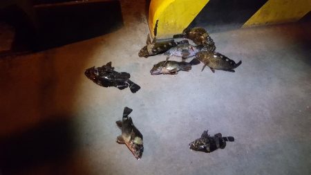 松阪港へち、メバリング