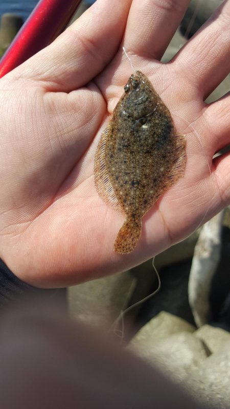 日本鋼管でキス釣り