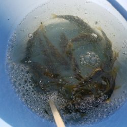 淡水小物釣り　～濁りが効いてイイ♪～