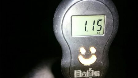 アオリイカはどこへ？