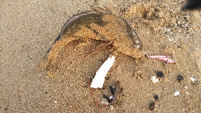 朝練でキビレ2匹ゲット。IPに好反応でした。