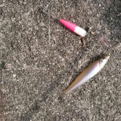 まだ少し早いかなあ