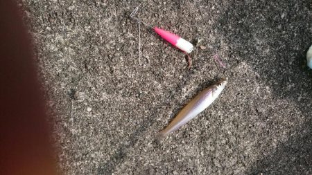 まだ少し早いかなあ