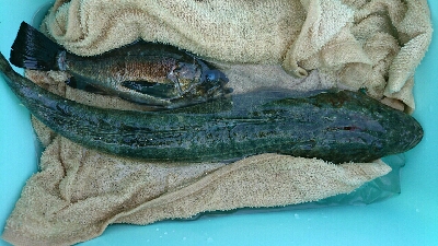 夜中0時から16時までのぶっ通し釣業務