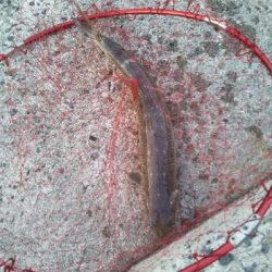 イカじゃなく、まさかの!