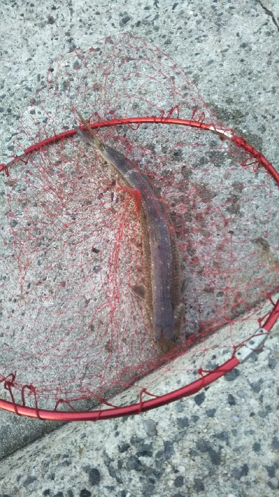 イカじゃなく、まさかの!