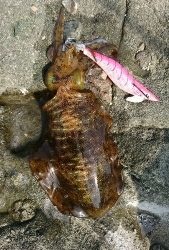 エギング釣行その13