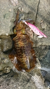 エギング釣行その13