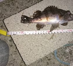 新月大潮のメバリング