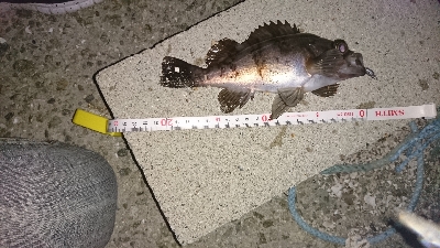 新月大潮のメバリング