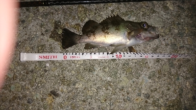 中潮、上げ潮～満潮にかけての釣行！