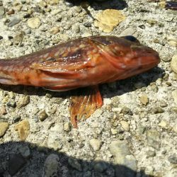 穴釣りでガシラ