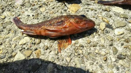 穴釣りでガシラ