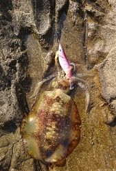 エギング釣行その14