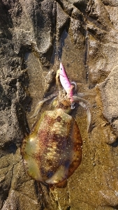 エギング釣行その14