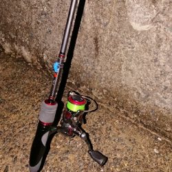 満月のプラッキング