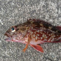 今年初の太刀魚