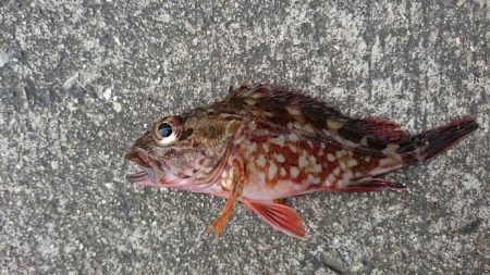 今年初の太刀魚