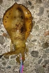 エギング釣行その15