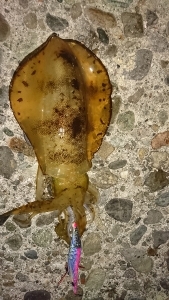 エギング釣行その15