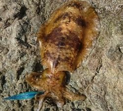 エギング釣行その17