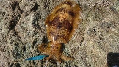 エギング釣行その17