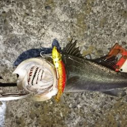 バチパターン無視で