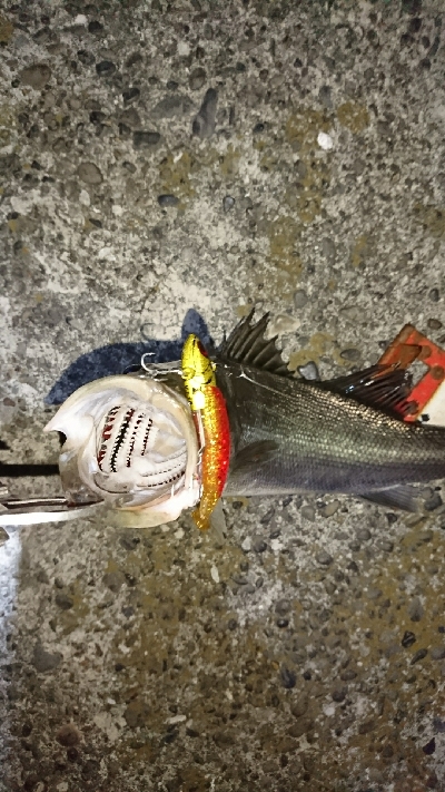 バチパターン無視で