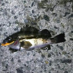 淡路島メバリング