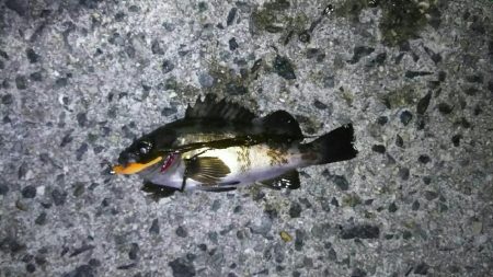 淡路島メバリング