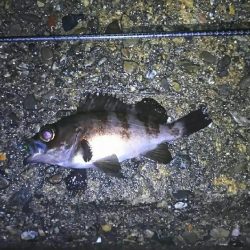 テトラでメバル釣り