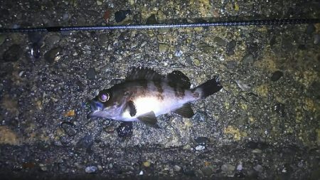 テトラでメバル釣り