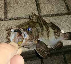 アジ探しメバリング