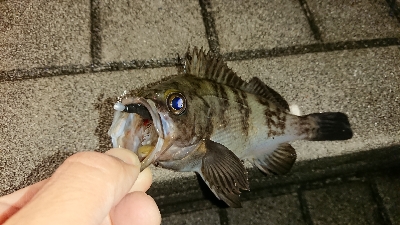 アジ探しメバリング