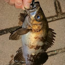 アジ探しメバリング２日目