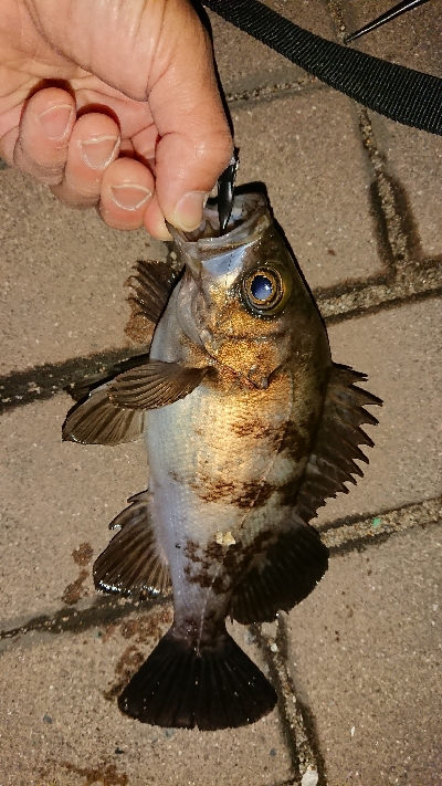 アジ探しメバリング２日目