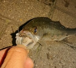 アジ探しメバリング