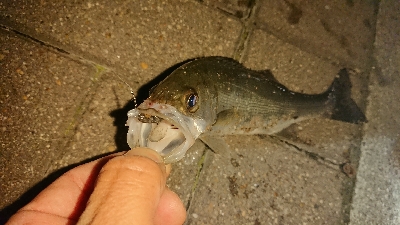 アジ探しメバリング