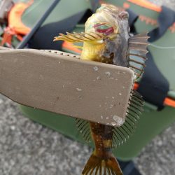 アジングリベンジ