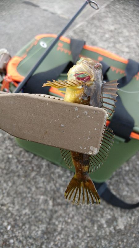 アジングリベンジ